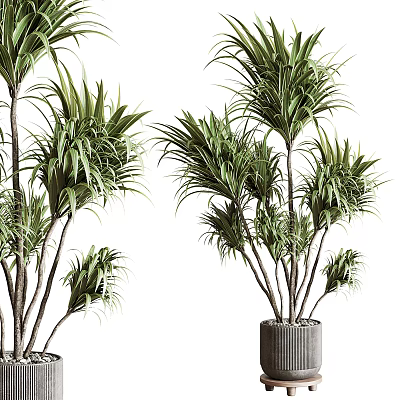 Lush Green Potted Plants With Feathery Leaves In Stylish Gray Containers For Home Decoration 3d model