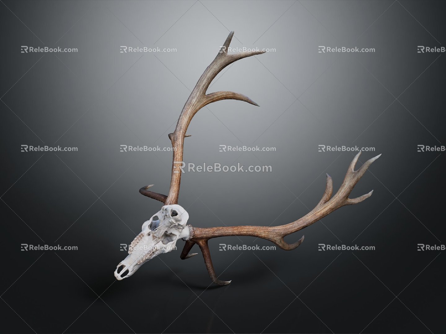 Modern Skull Goat Skull Antler Long Horn 3d model