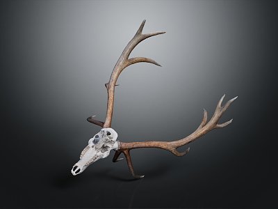 Modern Skull Goat Skull Antler Long Horn model