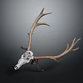 Educational Medical Device Deer Skull Model With Antlers For Training Use 3d model