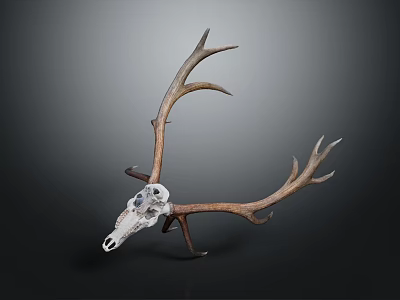 Educational Medical Device Deer Skull Model With Antlers For Training Use 3d model