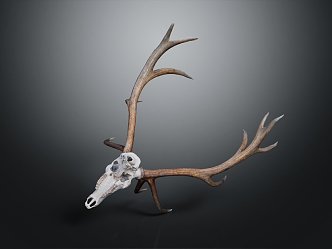 Modern Skull Goat Skull Antler Long Horn 3d model