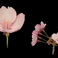 Delicate Pink Cherry Blossom Themed Pastry With Single Bloom And Bunch Decorative Sprigs