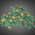 Vibrant Plant Featuring Lush Green Leaves and Bright Orange Flowers