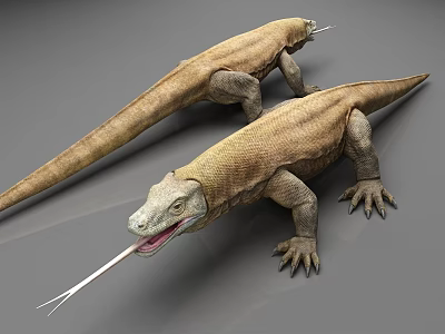 Two Komodo Dragon Reptiles with Extended Tongue Long Tail and Scaly Skin 3d model