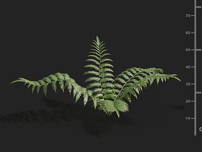Lush Green Fern Plant With Detailed Fronds On Dark Background 3d model