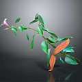 Green Plant With Pink Flower Green And Orange Leaves On Gray Background