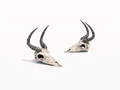 Two Decorative Antelope Skulls With Long Curved Horns On White Background 3d model