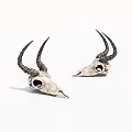 Two Decorative Antelope Skulls With Long Curved Horns On White Background