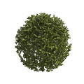 Well Trimmed Green Shrubs In Various Shapes For Garden Landscape Design