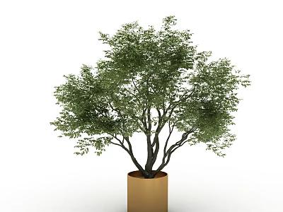 Lush Green Bonsai Plant with Dark Trunks and Foliage in Golden Cylindrical Container 3d model