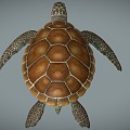 Modern Turtle 3d model