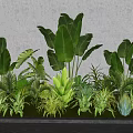 Lush Tropical Green Plants With Large Leaves And Various Foliage Arrangement