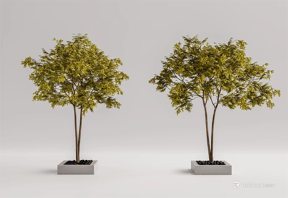Green Leafy Trees Growing in Square Concrete Tree Planters on Light Background 3d model