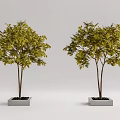 Green Leafy Trees Growing in Square Concrete Tree Planters on Light Background 3d model