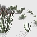 Various Types of Cactus and Succulent Plants With Different Sizes Shapes and Textures