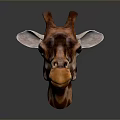 Detailed Giraffe Head With Brown Spots And Horns On Dark Background
