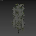 Modern Grapevine Fruit Tree 3d model