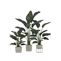 Three Potted Green Plants With Large Leaves In White Pots For Home Decor