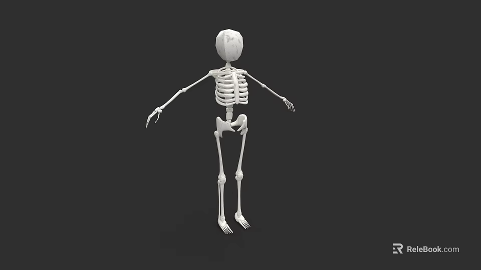 White Human Skeleton Model Standing On Black Background 3D Render 3d model 