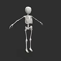 White Human Skeleton Model Standing On Black Background 3D Render