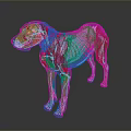 Transparent Dog Skeleton Model as Medical Device for Veterinary Anatomical Education