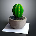 Green Cactus With Yellow Spots In Concrete Pot On White Paper Dark Background