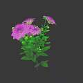 Vibrant Purple Flowers with Fresh Green Leaves and Blooming Petals in Bouquet