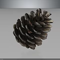 Natural Brown Pine Cone Plant Part With Intricate Scaly Texture On Gray Background