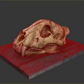Detailed Animal Skull Specimen With Natural Texture On Gray Platform Surface