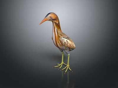 Realistic Brown Feathered Heron With Long Orange Beak And Yellow Legs Standing On Dark Reflective Surface 3d model