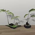 Bonsai Potted Fern Plants With Different Pots On Wooden Floor And Light Wall