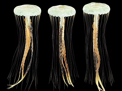 Three Aquatic Jellyfish With White Umbrella Tops And Yellow Brown Tentacles On Black Background 3d model