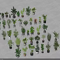 Beautifully Arranged Various Kinds of Bonsai Potted Plants on White Background