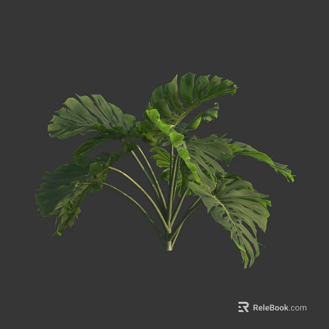 Vibrant Green Monstera Leaves With Large Tropical Foliage And Multiple Lush Fronds 3d model 