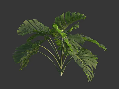 Vibrant Green Monstera Leaves With Large Tropical Foliage And Multiple Lush Fronds 3d model