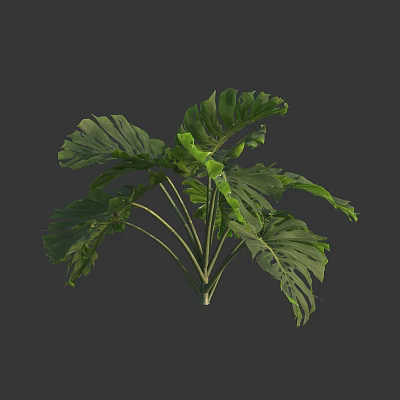 Vibrant Green Monstera Leaves With Large Tropical Foliage And Multiple Lush Fronds 3d model