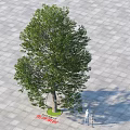 Lush Green Arbor With Dense Foliage And Thick Trunk On Patterned Paved Ground