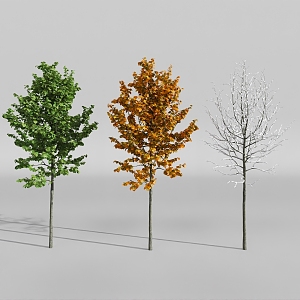 plant four seasons landscape tree spring summer autumn winter 3d model