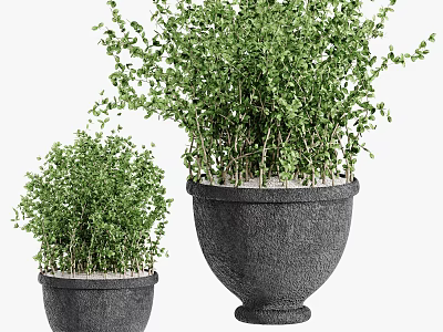 Lush Green Potted Plants In Dark Textured Planters For Home Decor 3d model