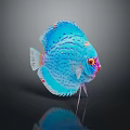 Vibrant Blue Discus Fish with Colorful Spots and Orange Eyes Against Dark Background Showing Reflection
