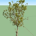 Healthy Arbor With Lush Green Foliage And Sturdy Trunk In Outdoor Space