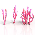 Vibrant Pink Coral Like Branching Plants With Various Shapes And Structures
