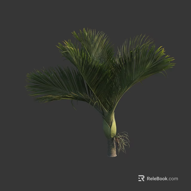 Palm Tree With Green Feathery Fronds Sturdy Trunk And Visible Roots Structure 3d model 