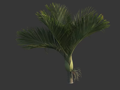 Palm Tree With Green Feathery Fronds Sturdy Trunk And Visible Roots Structure 3d model