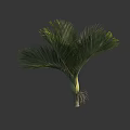 Palm Tree With Green Feathery Fronds Sturdy Trunk And Visible Roots Structure