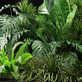 Lush Tropical Green Plants With Large Leaves Ferns And Diverse Foliage