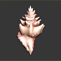 Vibrant Pink and Orange Tiered Tower Shaped Conch Seashell with Shiny Finish on Dark Background