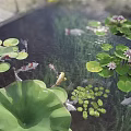 Garden Ornamental Pond with Lotus Leaves Water Lilies Aquatic Plants and Koi Fish