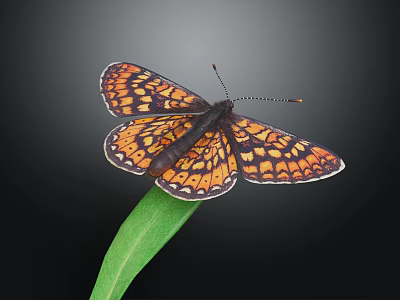 Orange and Black Patterned Butterfly Perched on Green Leaf Against Black Background 3d model